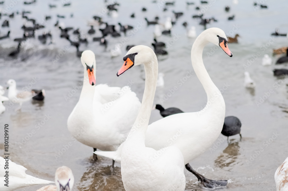 Swans wintering on the beach of the Black Sea Swans wintering on the beach of the Black Sea