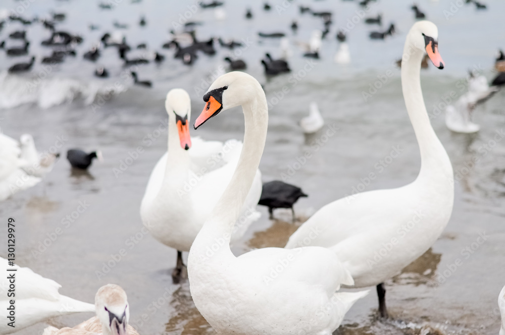 Swans wintering on the beach of the Black Sea Swans wintering on the beach of the Black Sea