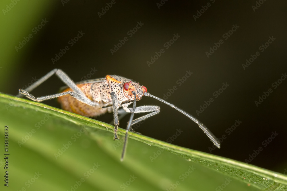 Small beetle on leaf extreme close up - Macro photo of small beetle on leaf Small beetle on leaf extreme close up - Macro photo of small beetle on leaf