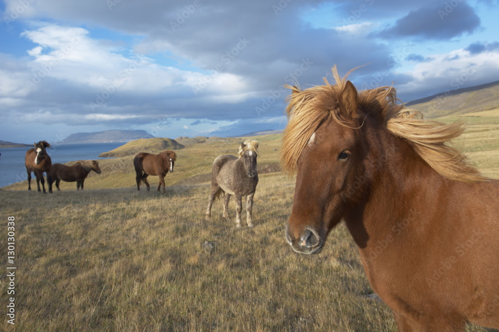 Icelandic horses at Midsandur, Hvalfjordur, north of Reykjavik, Iceland