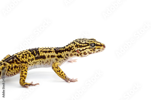gecko isolated on white