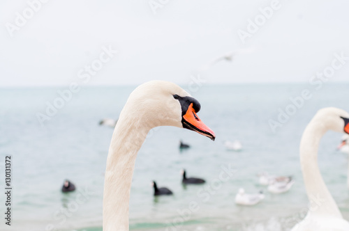 Fototapeta Naklejka Na Ścianę i Meble -  Swans wintering on the beach of the Black Sea