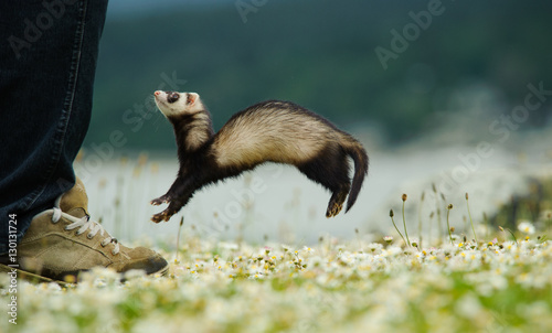 Ferret jumping up at humans foot photo