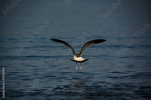 seagull over water