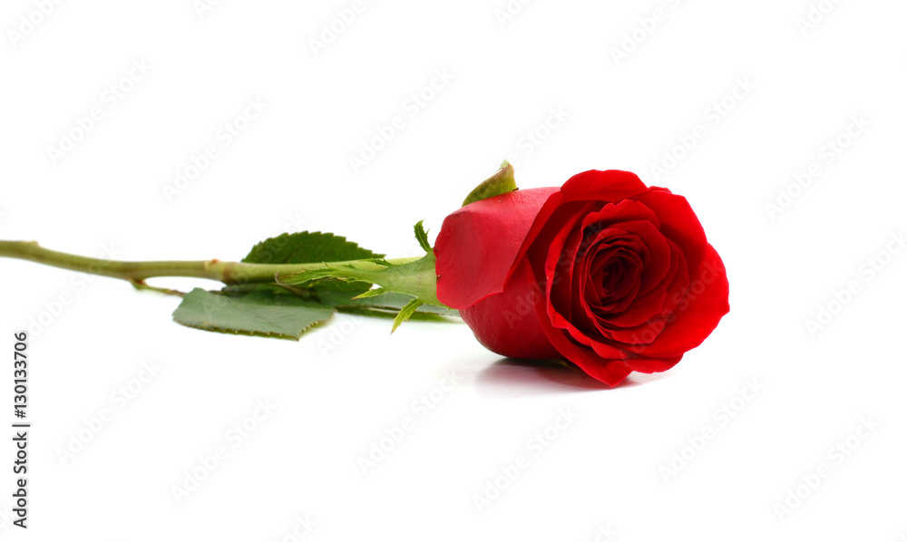 Obraz premium piękna pojedyncza czerwona róża na białym tle