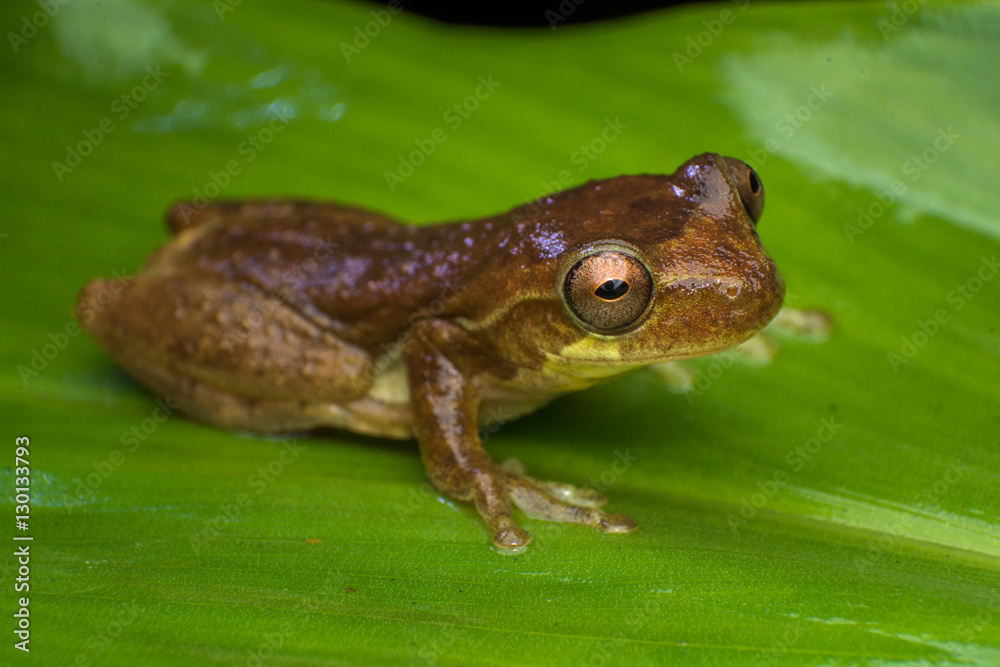 Rana Rana