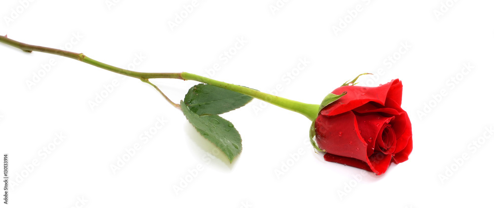 Naklejka premium piękna pojedyncza czerwona róża na białym tle