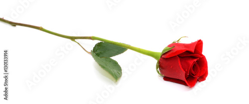 beautiful single red rose isolated on white background