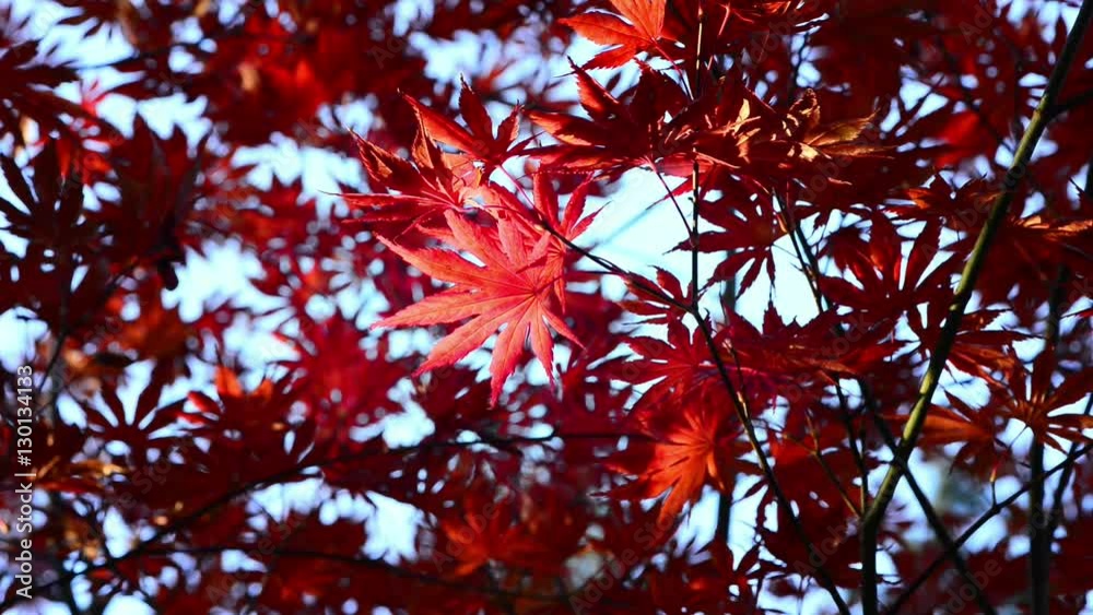 Red maple leaf swaying in the wind on background of blue sky.
Red maple leaf swaying in the wind on background of blue sky.