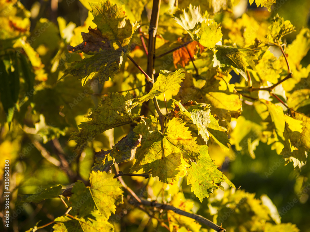 Natural texture of vineyard on autumn Natural texture of vineyard on autumn