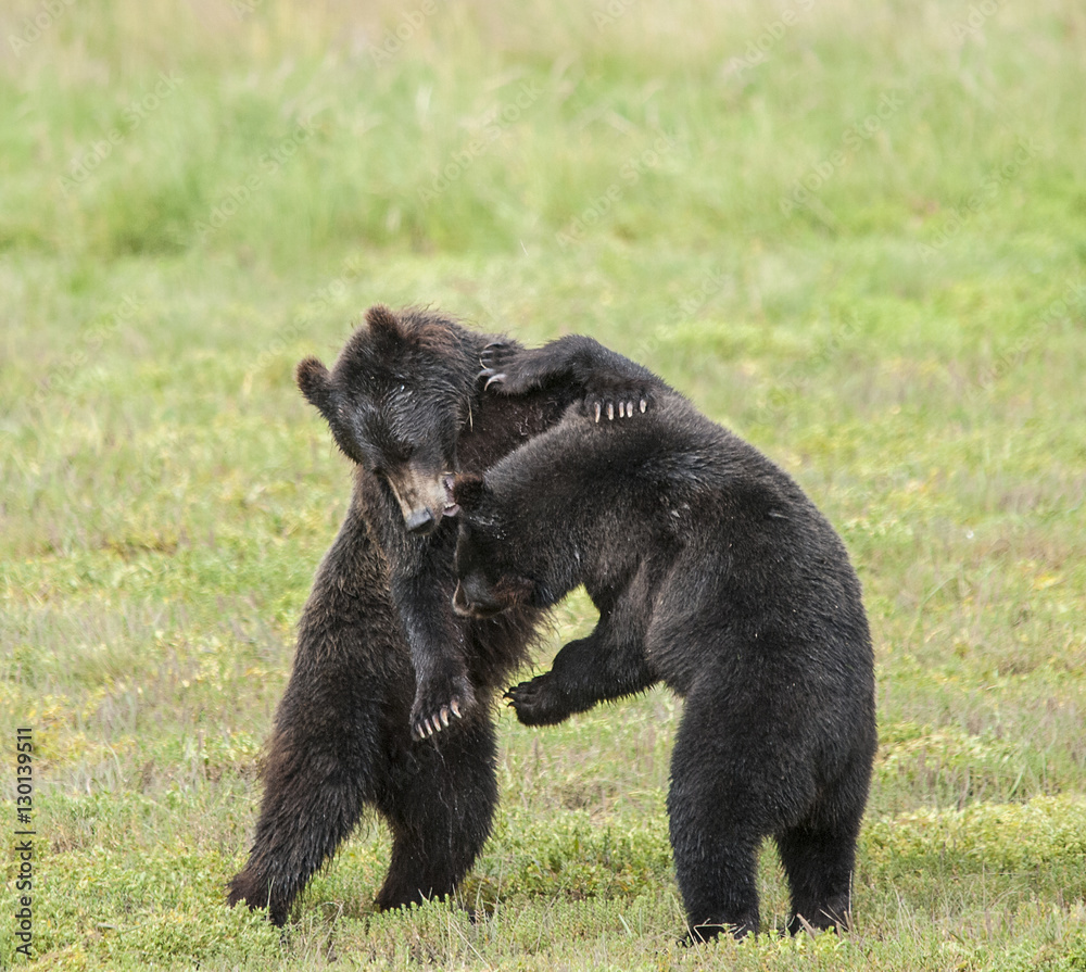 Fototapeta premium Playing Brown Bear Cubs