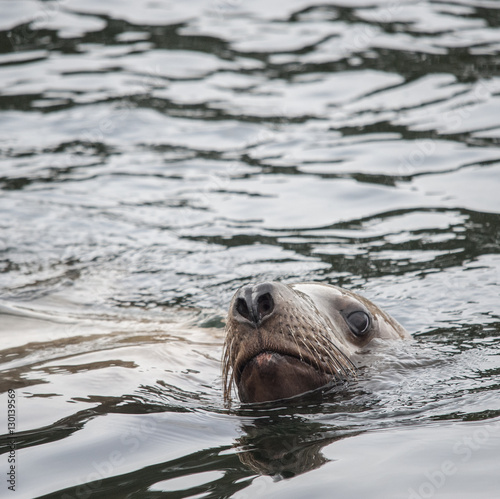 Curious Steller Sea Lion