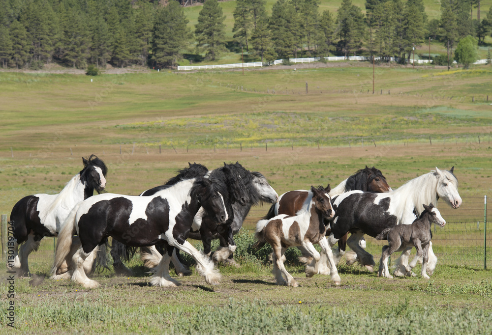 Herd of Gypsy Vanner Horses run together in paddock Herd of Gypsy Vanner Horses run together in paddock