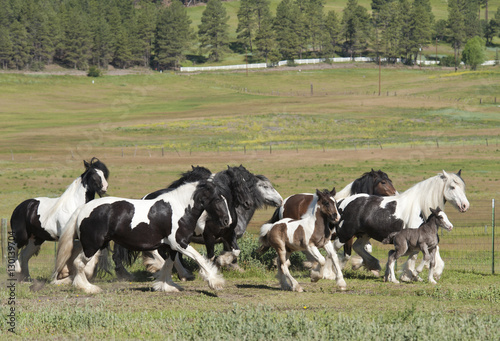 Herd of Gypsy Vanner Horses run together in paddock