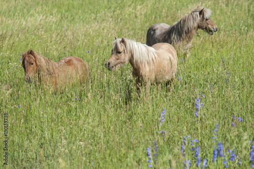 Miniature horses in tall grass meadow