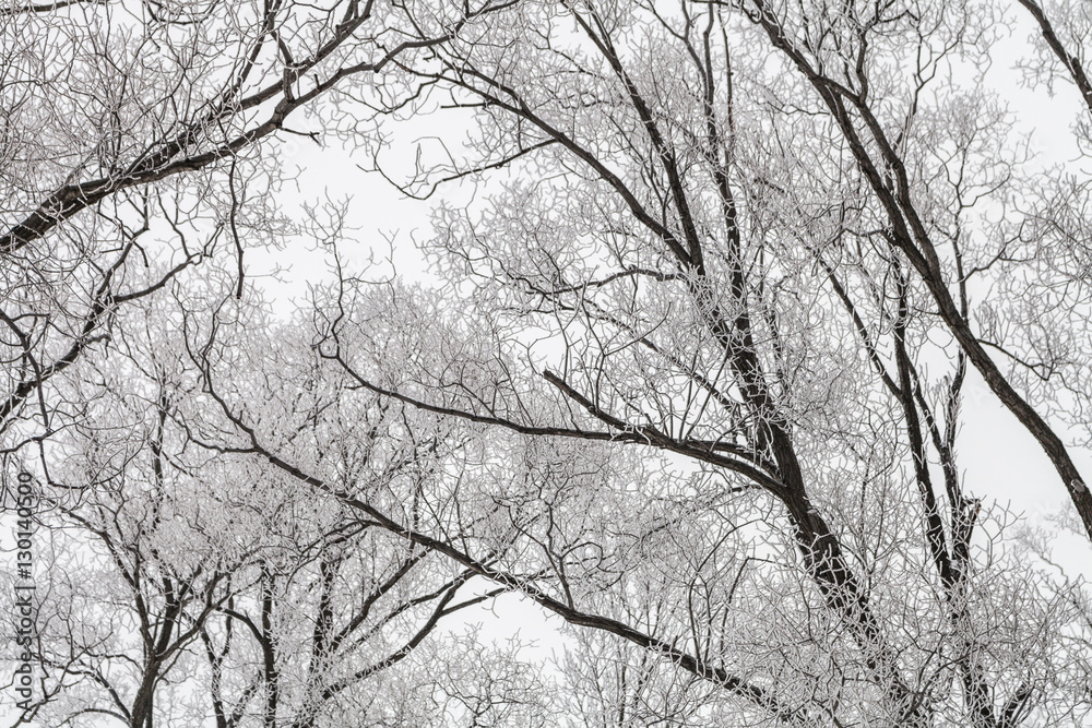 snow covered willow tree branches