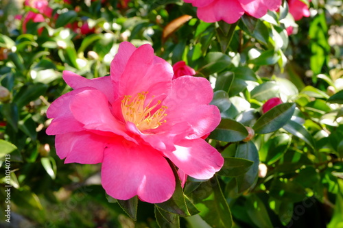 Fototapeta Naklejka Na Ścianę i Meble -  Japanese camellia (Camellia japonica)
