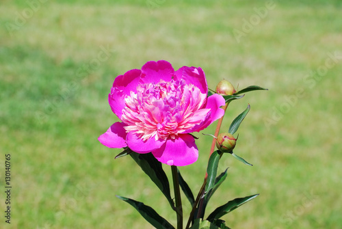 Peony hot pink (Paeonia)