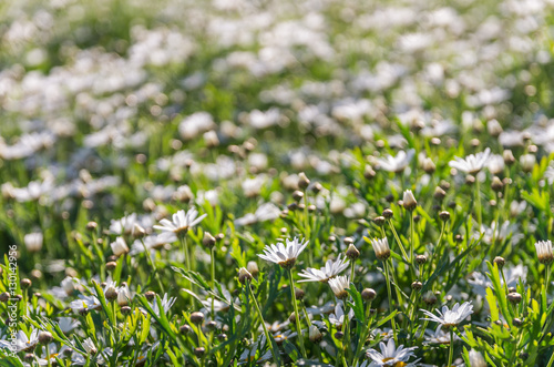 Flowers grass