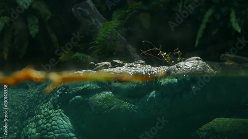 crocodile from under water 
 photo
