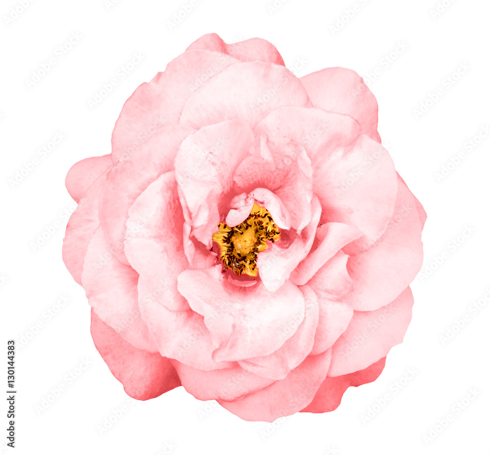 Obraz premium Natural tender red rose flower isolated on white