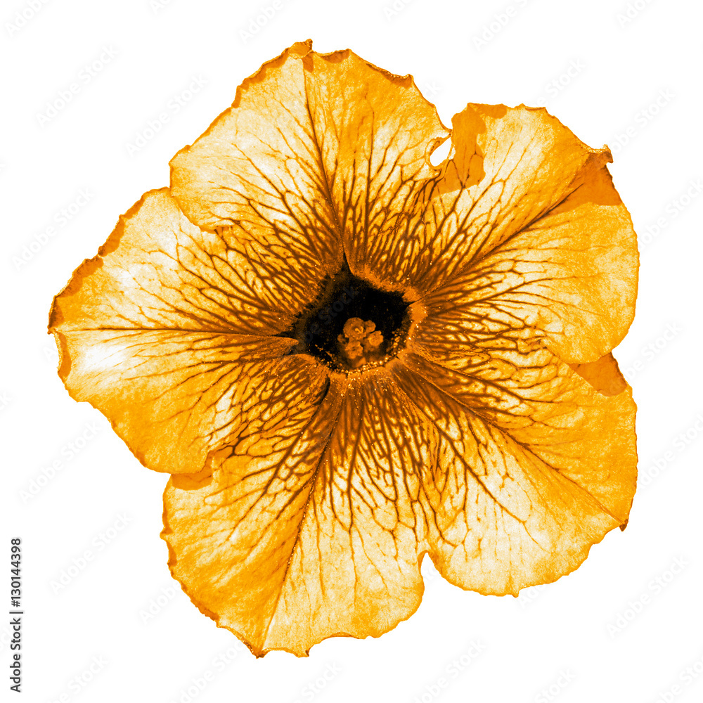 Orange althea flower macro isolated on white Orange althea flower macro isolated on white