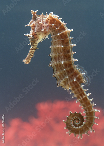 Sea horse