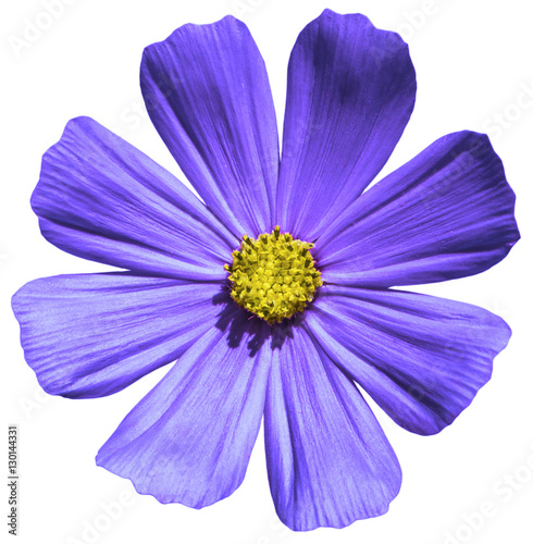 Purple flower Primula macro isolated on white