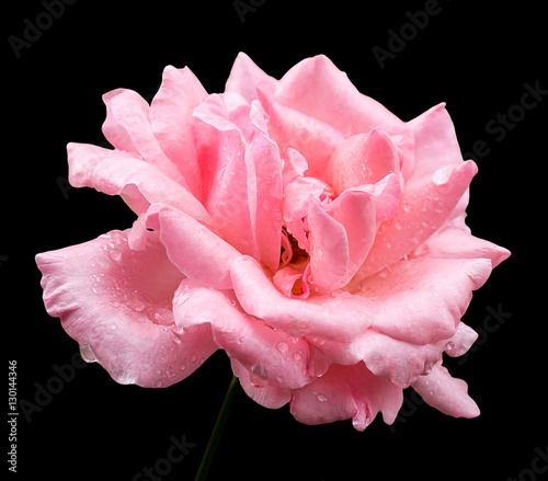 Natural pink rose flower isolated on black