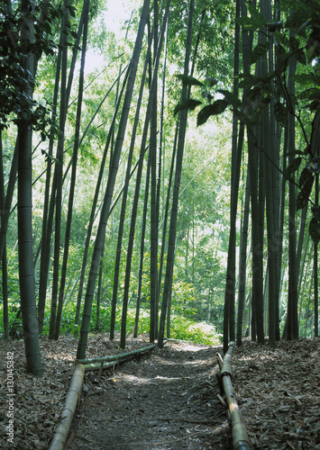 Bamboo Grove photo