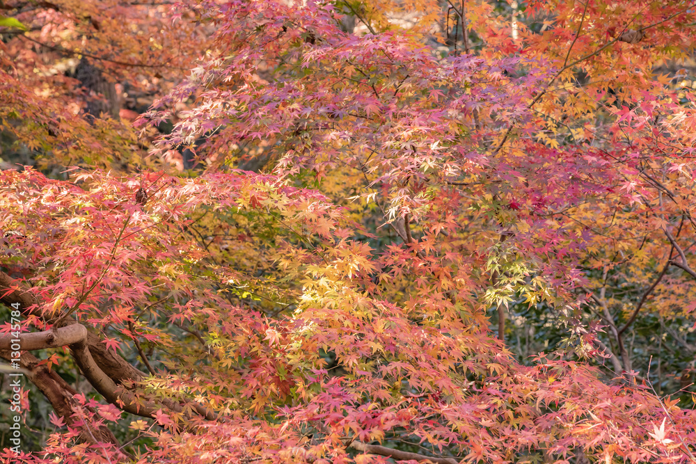 紅葉 紅葉