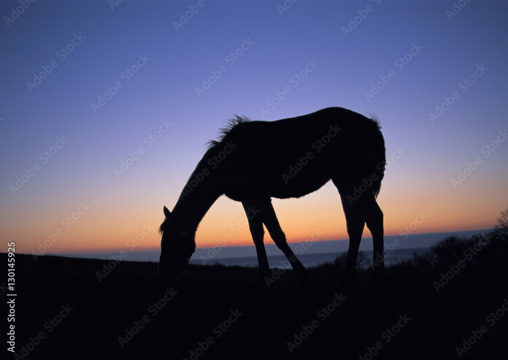 Thoroughbred Thoroughbred