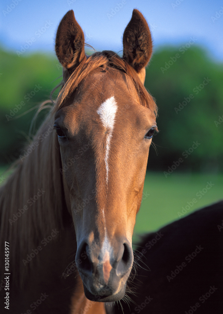 Obraz premium Thoroughbred