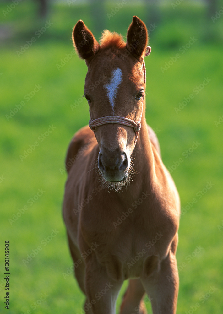Fototapeta premium Thoroughbred