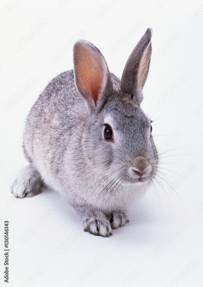 Obraz premium Rabbit