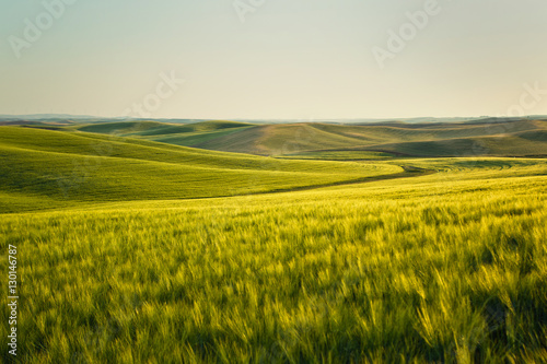 Wheat field landscape at evening