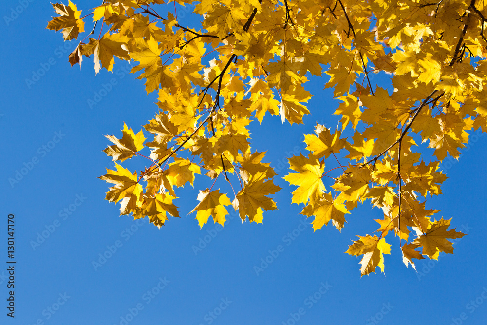 Orange fall leaves against a bright blue sky Orange fall leaves against a bright blue sky