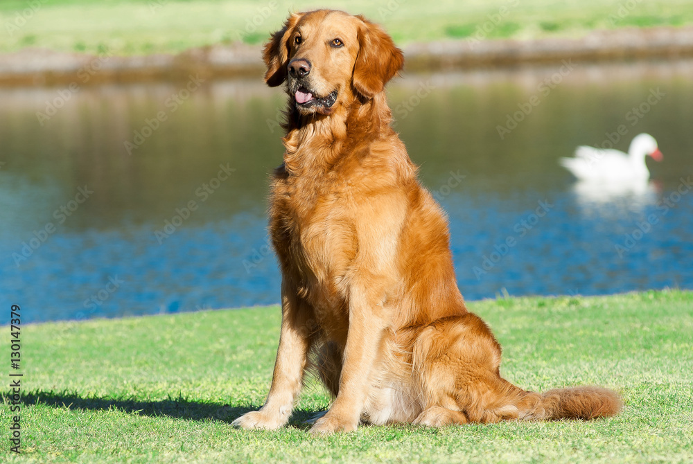 golden retriever en jardin, lago con pato golden retriever en jardin, lago con pato