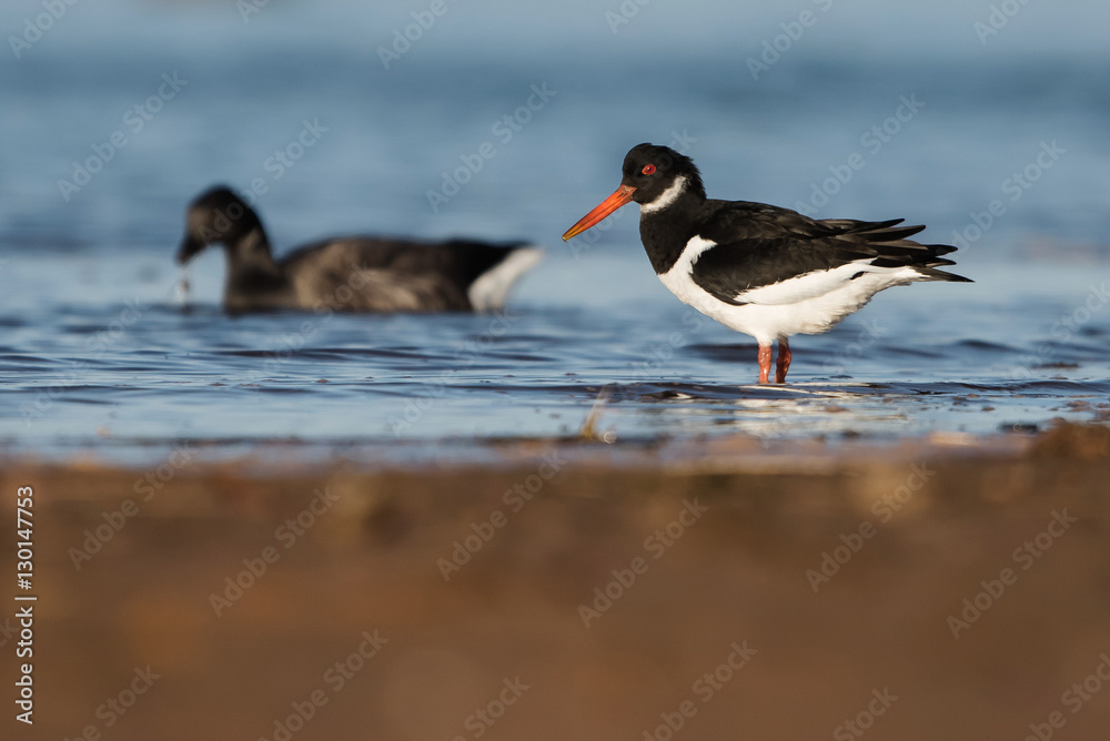 Eurasian Oystercatcher, Haematopus ostralegus Eurasian Oystercatcher, Haematopus ostralegus