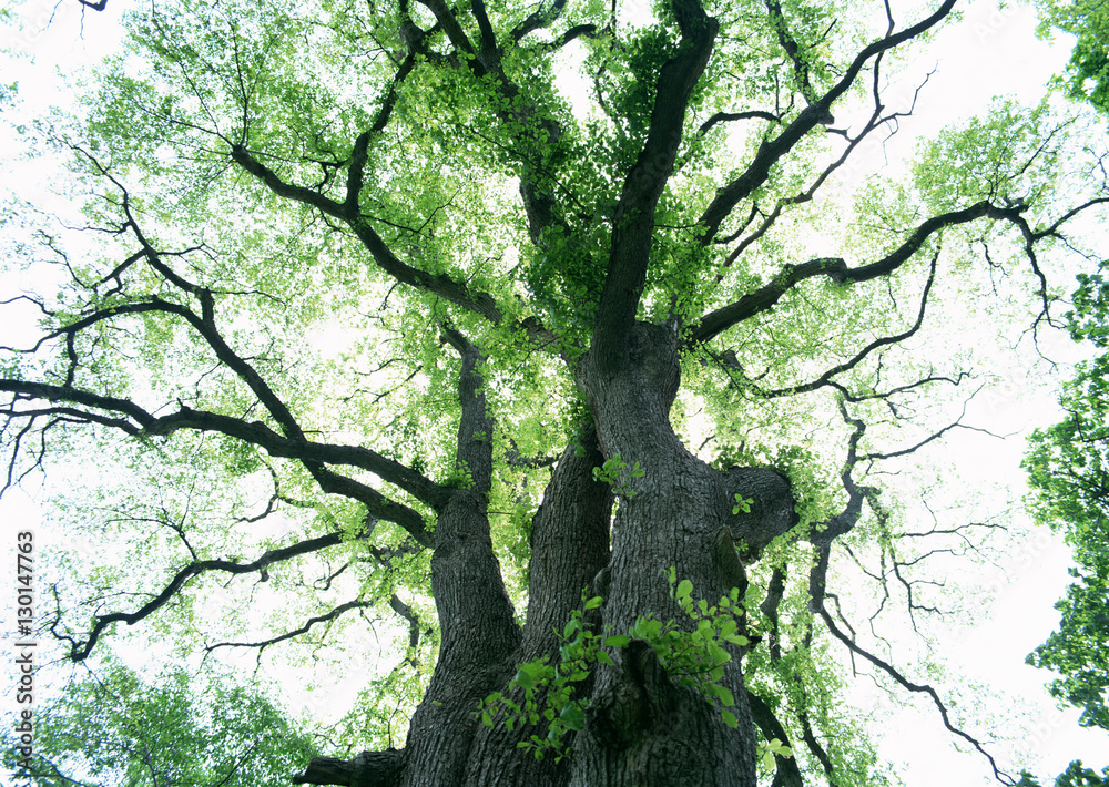 Fototapeta premium Giant tree