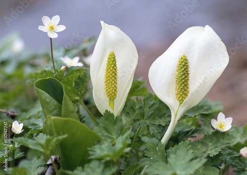 Japanese Skunk Cabbage photo