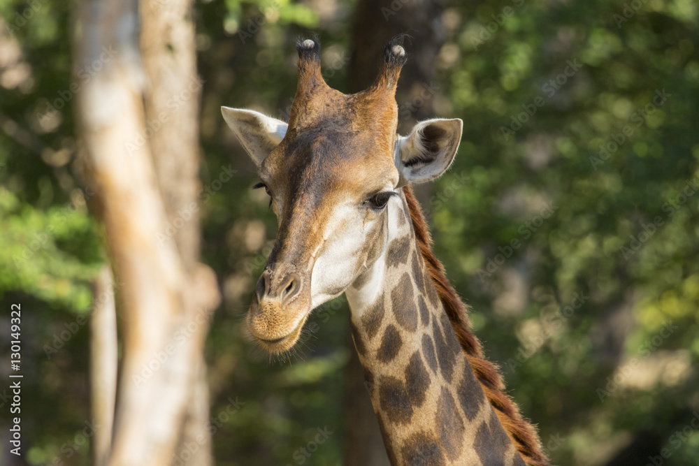 Obraz premium Image of a giraffe head on nature background.