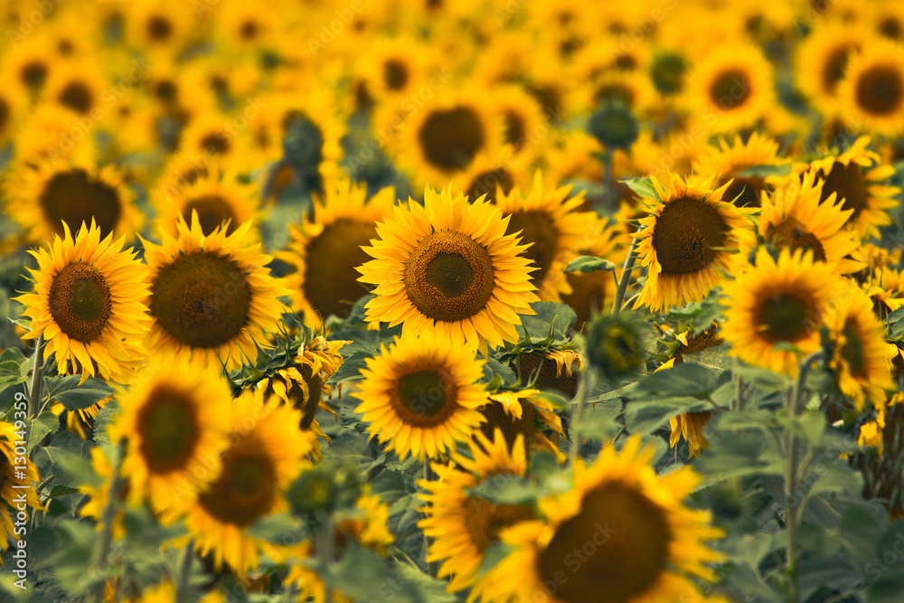 Naklejka premium Bright yellow sunflowers in field