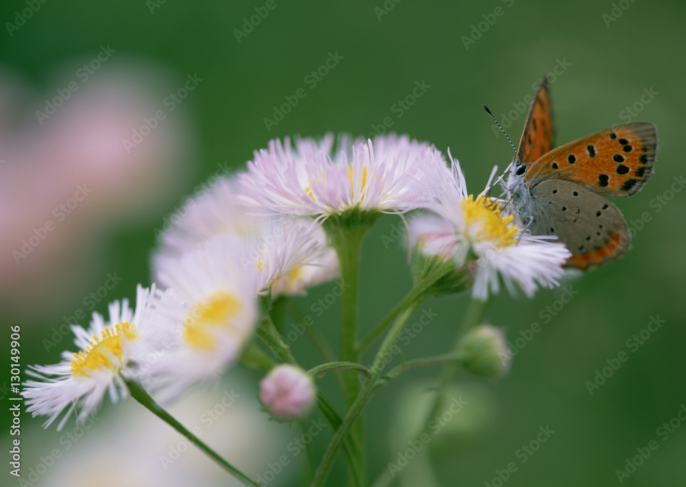 Common fleabane Common fleabane