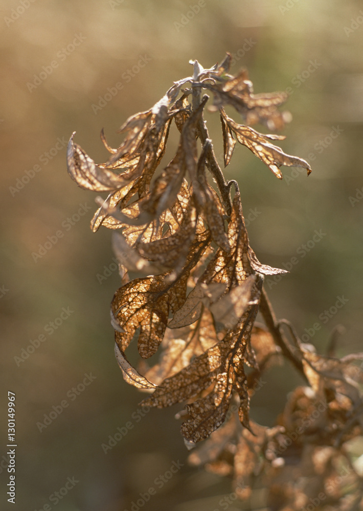 Fototapeta premium Dry Grass