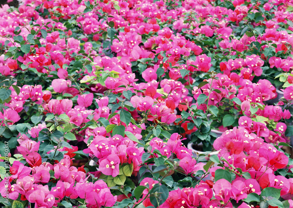 Obraz premium Flower Garden