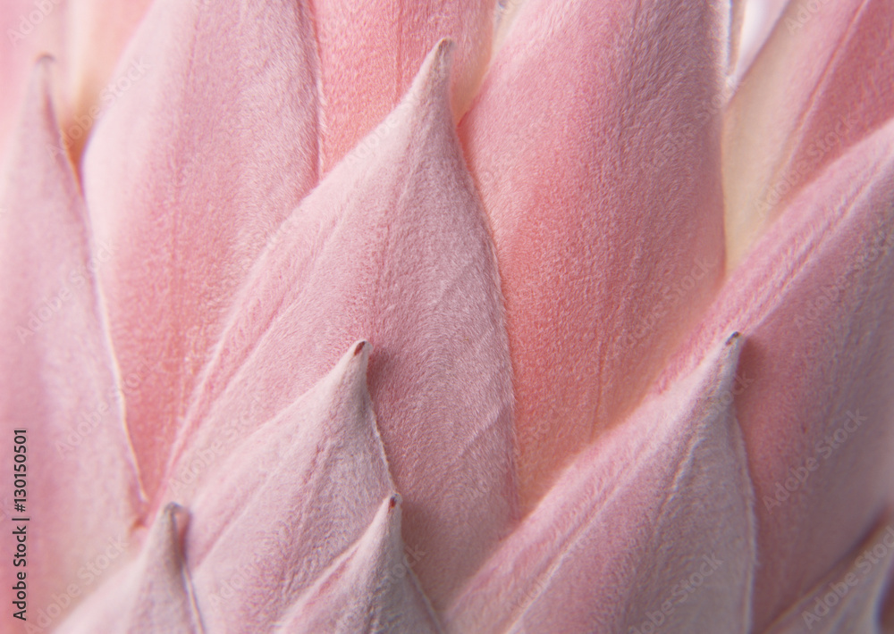 King Protea