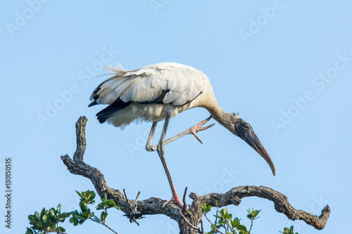 Wood Stork scratches an itch with its pink feet. photo