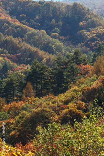 秋の山