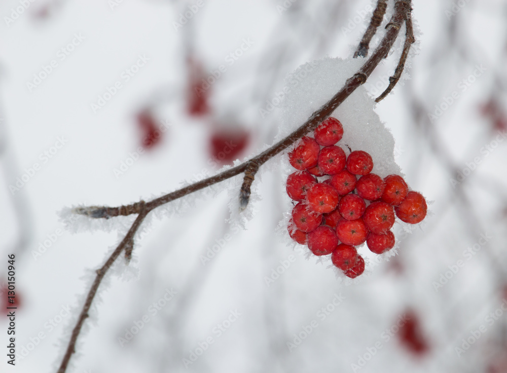 Close up of a small orange clump of mountain ash berries and branches that are snow covered. Individual snowflakes are seen on the twig. Shallow depth of field.